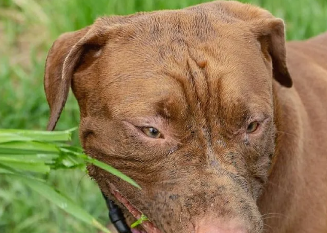 Ryder’s 5th Birthday: From Abandonment to Affection – A Pitbull’s Journey of Hope