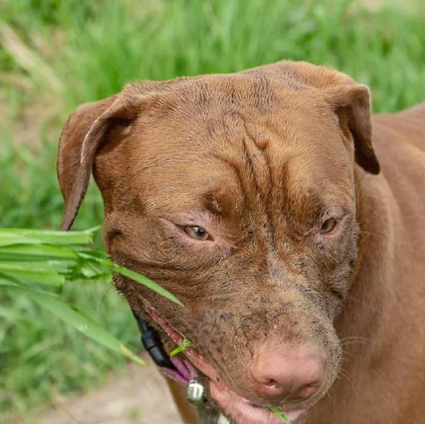 Ryder’s 5th Birthday: From Abandonment to Affection – A Pitbull’s Journey of Hope