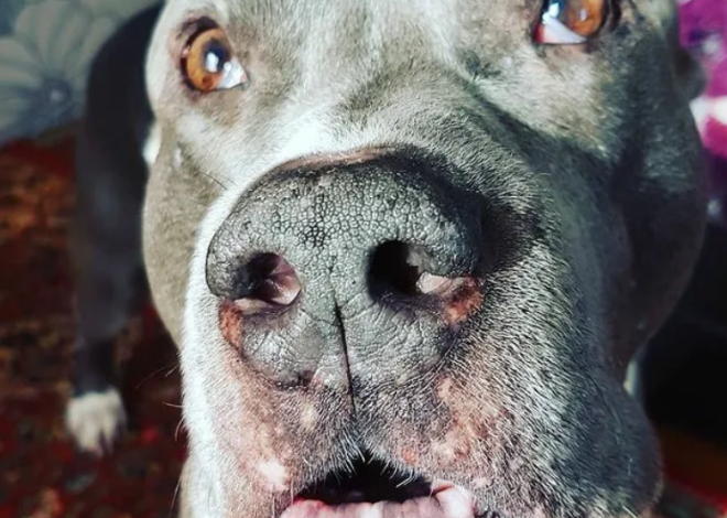 Moose’s 7th Birthday: From Stray to Star – A Pitbull’s Journey to Happiness