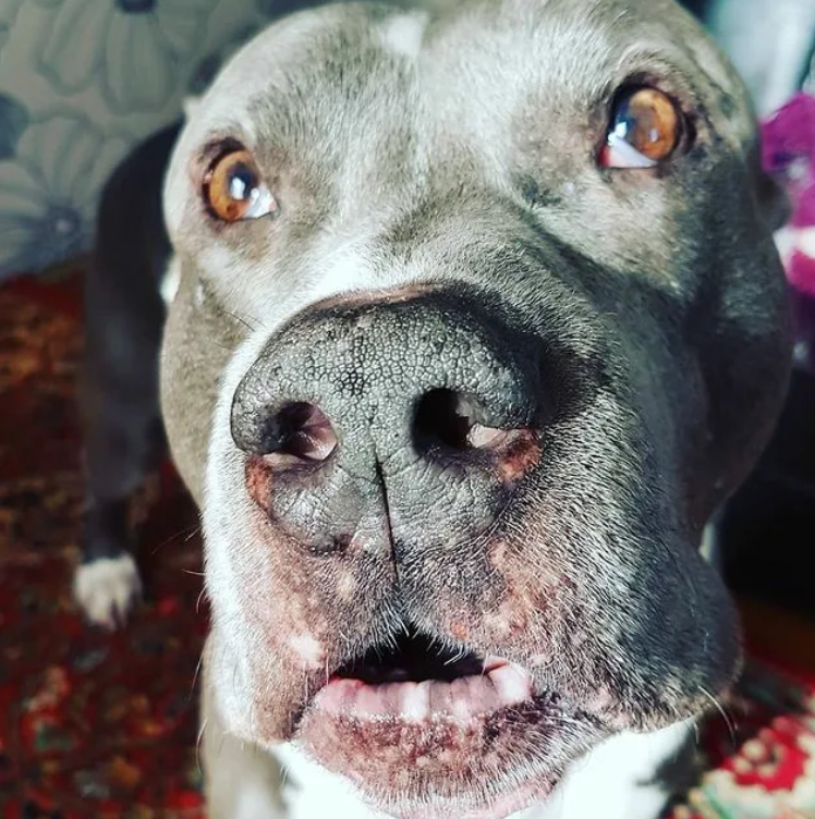 Moose’s 7th Birthday: From Stray to Star – A Pitbull’s Journey to Happiness