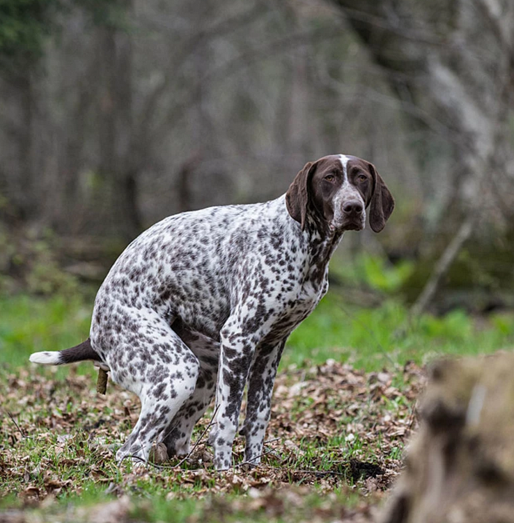 Celebrating Scout’s 5th Birthday: A Story of Survival and New Beginnings