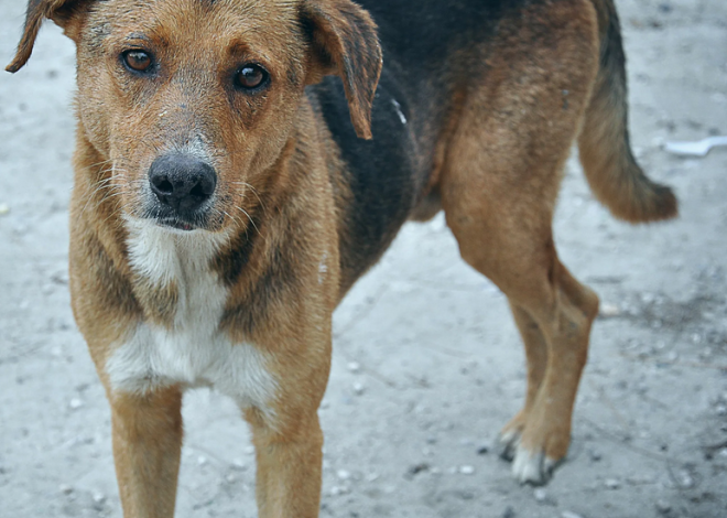 Celebrating Jasper’s 3rd Birthday: From Abandonment to a Forever Home Filled with Love