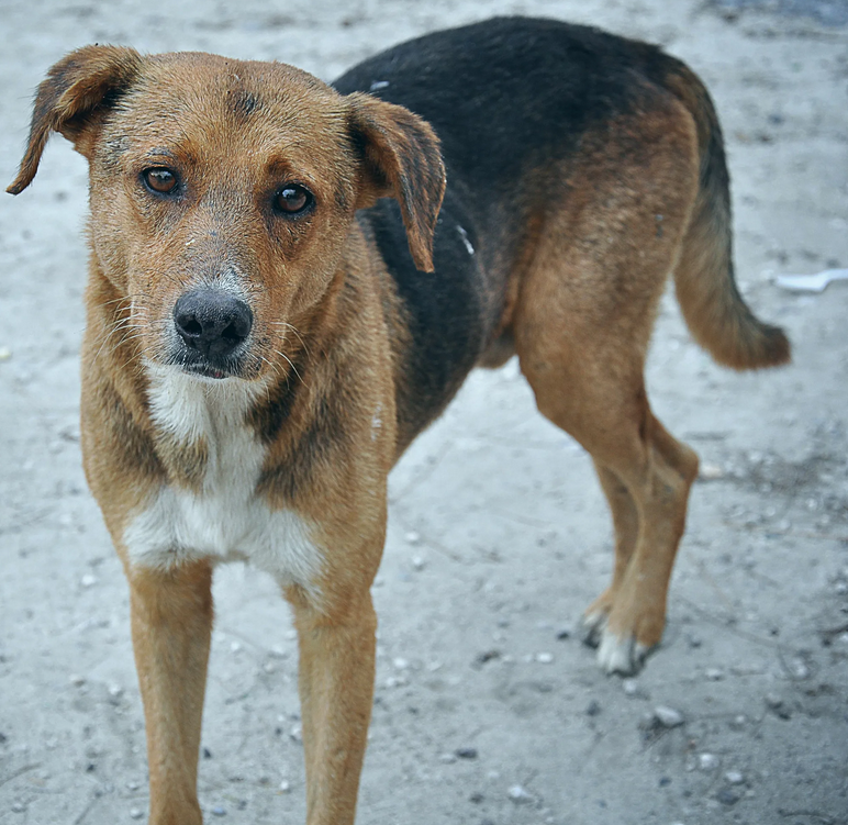 Celebrating Jasper’s 3rd Birthday: From Abandonment to a Forever Home Filled with Love