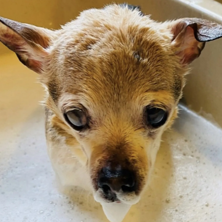 Celebrating Gizmo’s 14th Birthday: A Journey from Neglect to Love