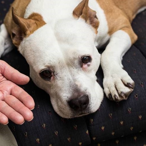 Bella’s 6th Birthday: From Loneliness to Love – A Senior Rescue Dog’s Journey