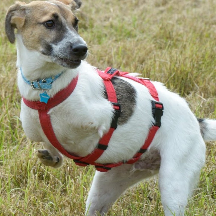 Celebrating Tucker’s 5th Birthday: A Story of Resilience, Hope, and Embracing Life on Three Legs