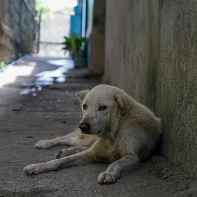 Celebrating Finn’s 12th Birthday: From Loneliness to a Life of Love and Warmth