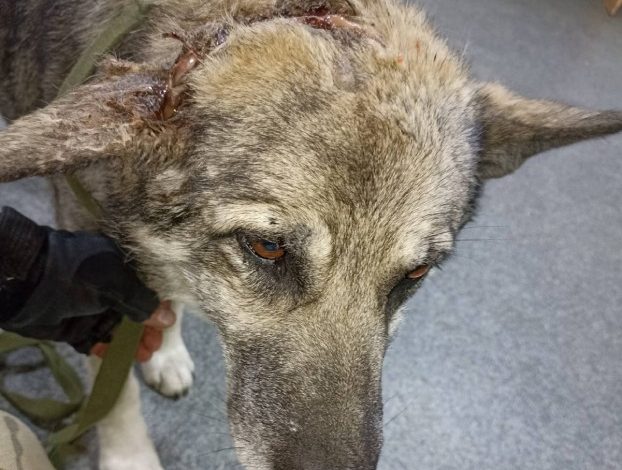 The Heart-Wrenching Yet Beautiful Birthday of Blaze, the 6-Year-Old Wolfdog with a Brave Spirit