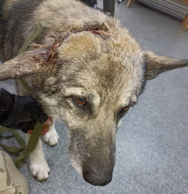 The Heart-Wrenching Yet Beautiful Birthday of Blaze, the 6-Year-Old Wolfdog with a Brave Spirit